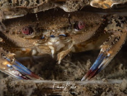 Red eye Swim crab, by Eduard Bello 